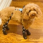 How to Groom a Poodle Dog: Expert Tips for Flawless Fur