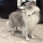 How to Groom a Sheltie Dog: Expert Tips Unveiled