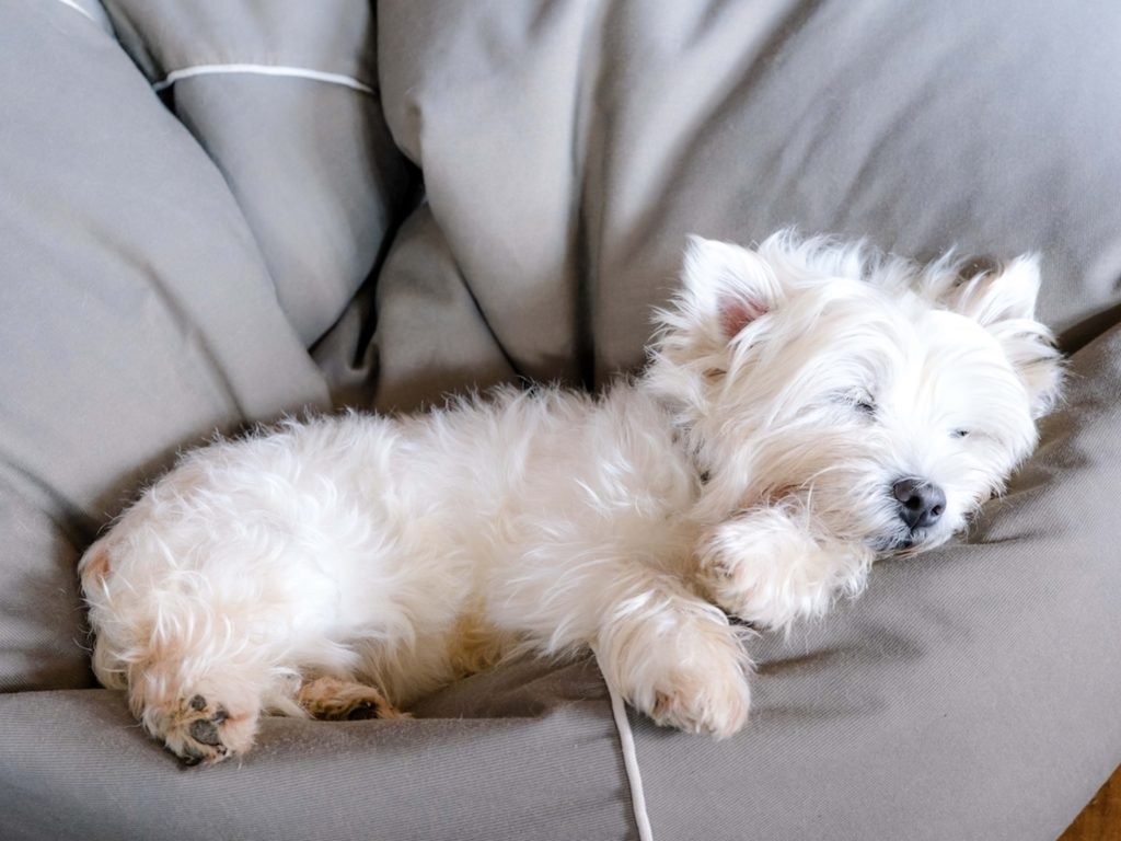 How to Groom a Westie Dog: Expert Tips for Flawless Fur
