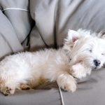 How to Groom a Westie Dog: Expert Tips for Flawless Fur