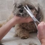 How to Groom Dog Hair: Expert Tips for Flawless Fur