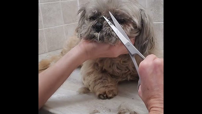How to Groom Dog Hair: Expert Tips for Flawless Fur
