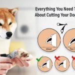 How to Groom Dog Nails: Expert Tips for Safety
