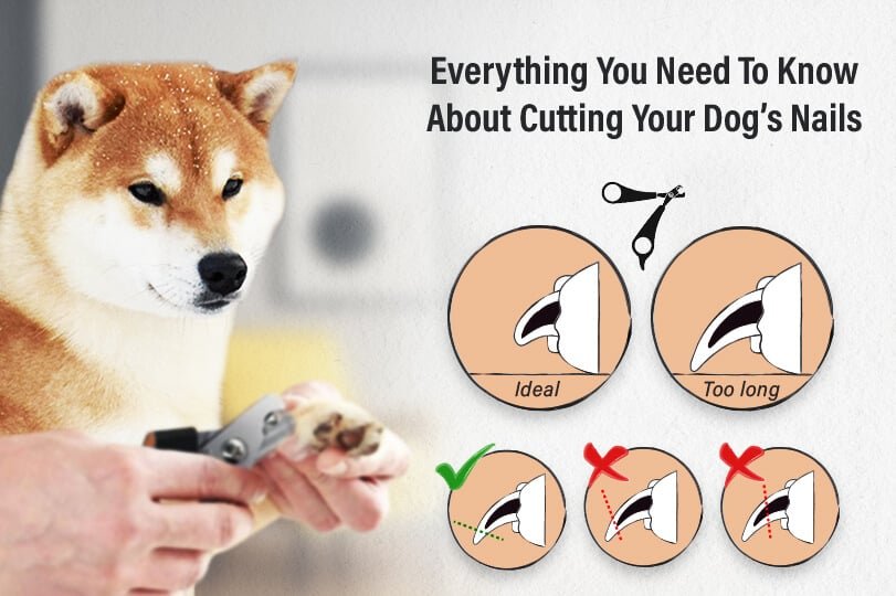 How to Groom Dog Nails: Expert Tips for Safety