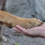 How to Groom Dogs Feet: Expert Tips for Flawless Paws