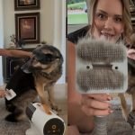 How to Groom Your Dog at Home With Clippers: Expert Tips