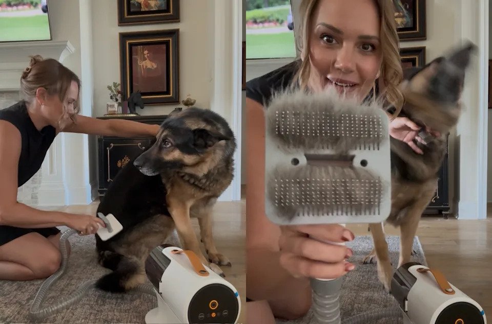 How to Groom Your Dog at Home With Clippers: Expert Tips
