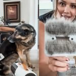 How to Groom Your Dog With Clippers: Expert Tips