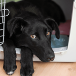 How to House Train an Adult Dog: Expert Tips