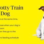 How to House Train an Older Dog: Proven Tips & Tricks