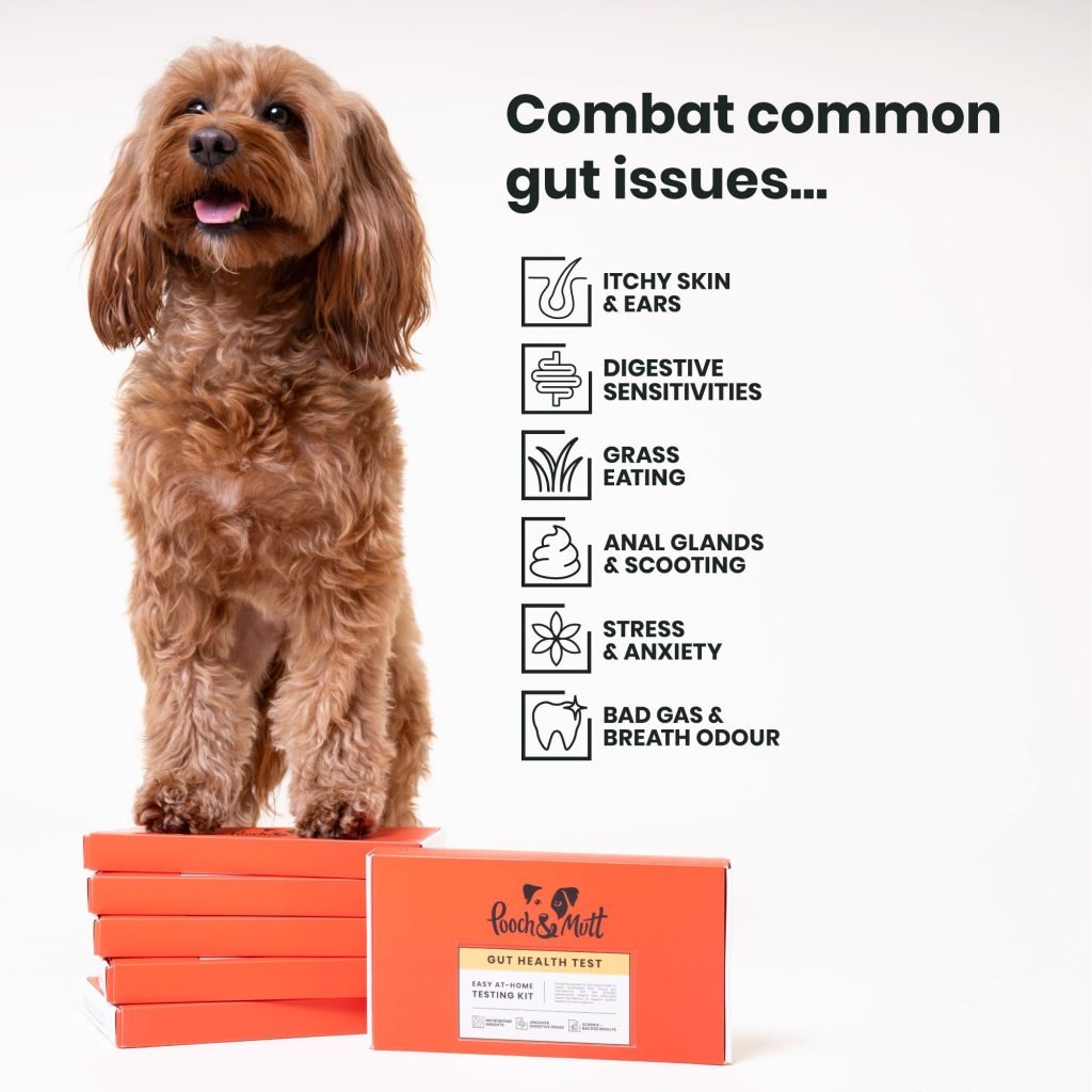 How to Improve Dog Gut Health: Proven Tips & Strategies