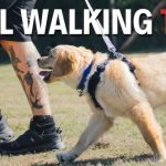 How to Lead Train a Dog: Expert Tips for Success