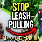 How to Leash Train Dog: Expert Tips for Success