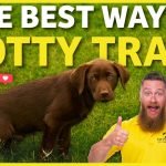 How to Potty Train a Dog: Expert Tips for Success
