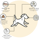 How to Put Dog on Diet: Essential Tips for Success