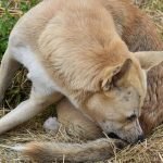 How to Relieve Dog Itching After Grooming: Effective Remedies