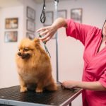 How to Start a Dog Grooming Business: A Step-by-Step Guide