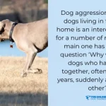 How to Stop Aggressive Dog Behaviour: Expert Tips