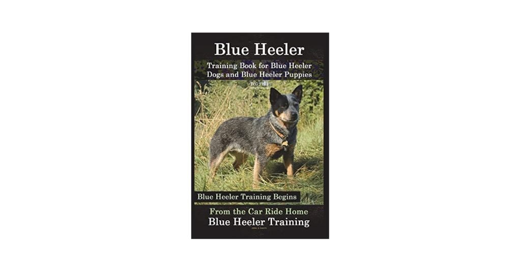 How to Train a Blue Heeler Dog: Expert Tips & Tricks