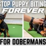 How to Train a Dog Not to Bite: Expert Tips