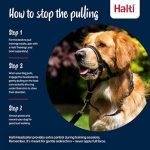 How to Train a Dog Not to Pull on Lead: Expert Tips