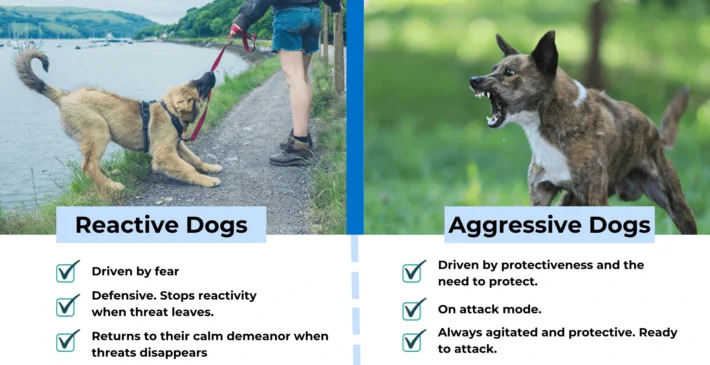 How to Train a Dog Reactive Dog: Expert Tips