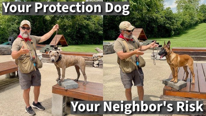 How to Train a Dog to Attack: Expert Tips Unleashed