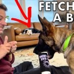 How to Train a Dog to Fetch: Step-by-Step Guide