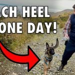 How to Train a Dog to Heel: Expert Tips for Success