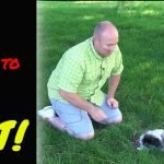 How to Train a Dog to Lay Down: Easy Steps to Success