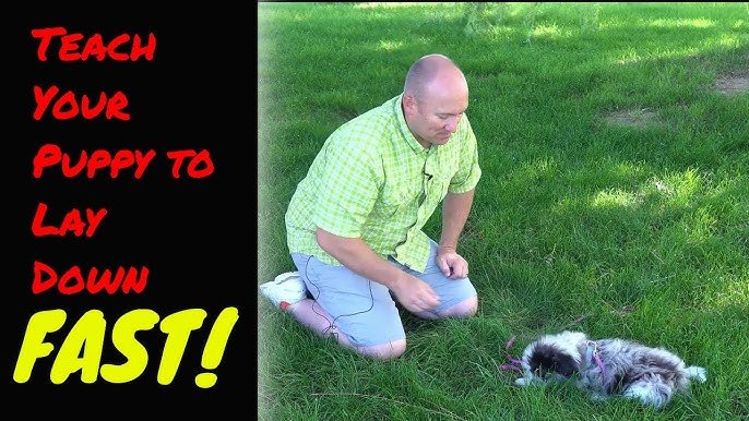 How to Train a Dog to Lay Down: Easy Steps to Success
