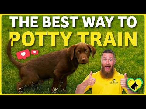 How to Train a Dog to Pee Outside: Easy Steps Guide