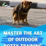 How to Train a Dog to Poop Outside: Simple Steps
