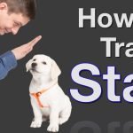 How to Train a Dog to Stay: Ultimate Step-by-Step Guide
