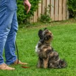 How to Train a Dog to Stay in the Yard: Expert Tips