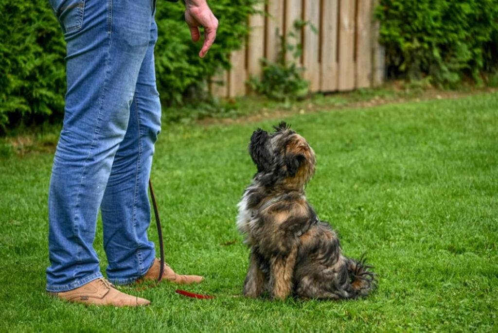 How to Train a Dog to Stay in the Yard: Expert Tips