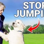 How to Train a Dog to Stop Jumping: Expert Tips