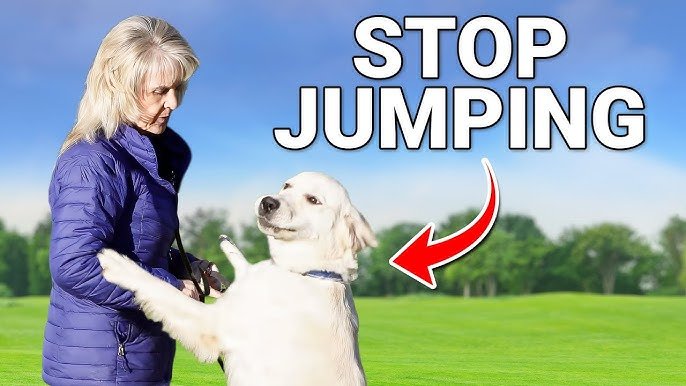 How to Train a Dog to Stop Jumping: Expert Tips