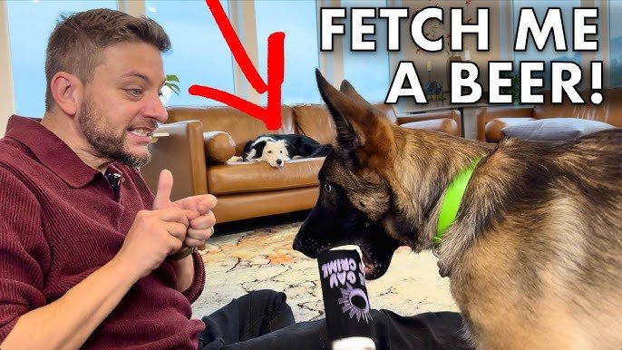 How to Train a German Shepherd Dog: Expert Tips & Tricks