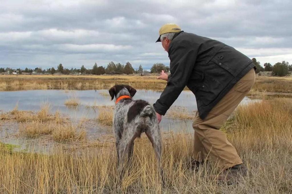 How to Train a Hunting Dog: Master the Skills