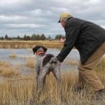 How to Train a Hunting Dog: Master the Skills
