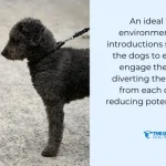 How to Train a Reactive Dog: Proven Techniques