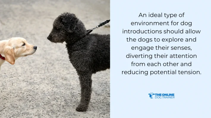 How to Train a Reactive Dog: Proven Techniques