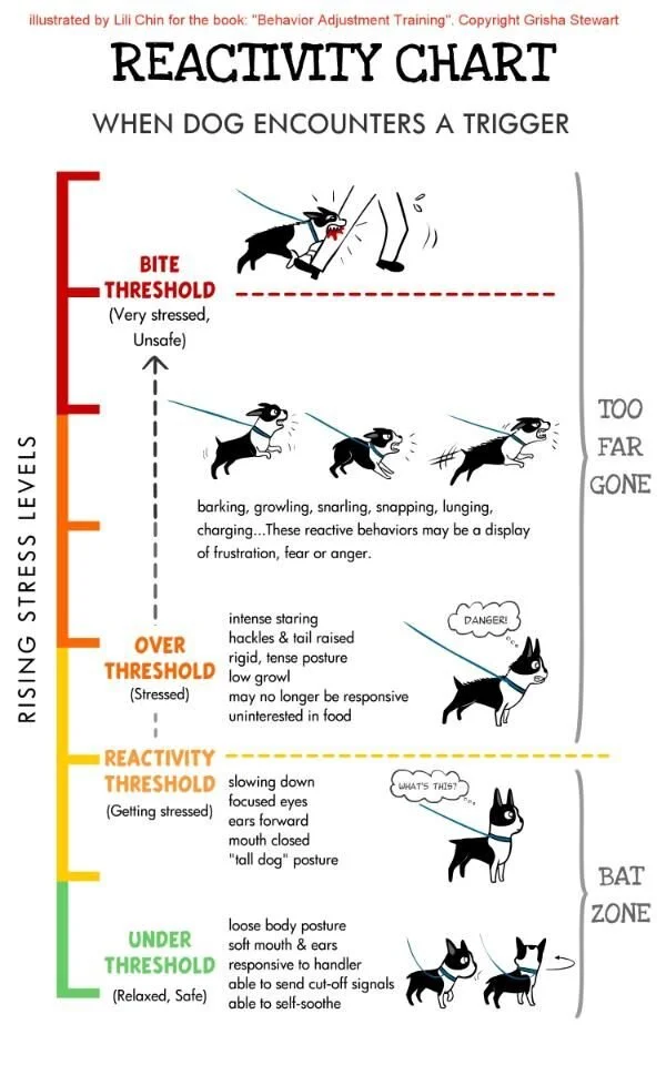 How to Train a Reactive Dog: Proven Techniques
