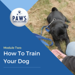 How to Train a Therapy Dog: Expert Tips & Techniques