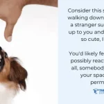 How to Train Aggressive Dog: Expert Tips Revealed