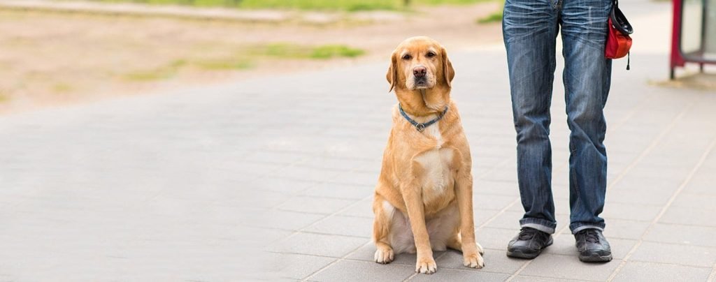 How to Train an Older Dog: Tips for Success
