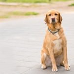 How to Train an Older Dog: Tips for Success
