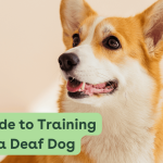 How to Train Deaf Dogs: Expert Tips for Success