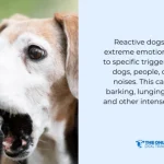 How to Train Dog Not to Bark at Other Dogs: Expert Tips